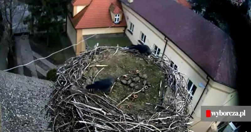 Jak usunąć gniazdo kawek z komina bezpiecznie i zgodnie z prawem